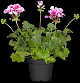 Pelargonium zonale