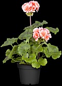 Pelargonium zonale