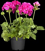 Pelargonium zonale