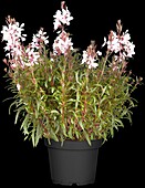 Gaura lindheimeri, pink