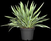 Yucca gloriosa