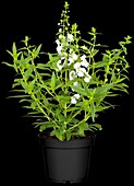 Angelonia angustifolia 'Serena® White'