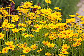 Coreopsis grandiflora