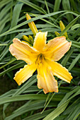 Hemerocallis 'Star von Pfarrkirchen' (Star of Pfarrkirchen)