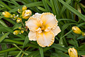 Hemerocallis 