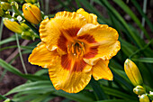 Hemerocallis Fooled Me