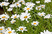 Leucanthemum x superbum