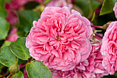 Rosa 'Pink Swany'®