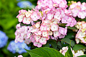 Hydrangea macrophylla