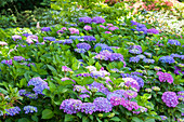 Hydrangea macrophylla