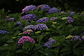 Hydrangea