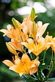 Lilium 'Royal Trinity'