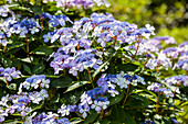 Hydrangea macrophylla 'Lake Constance