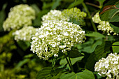 Hydrangea arborescens 'White Dome'®