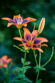 Lilium 'Two Some'