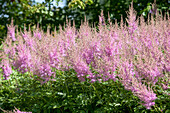 Astilbe japonica