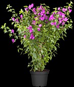 Bougainvillea glabra