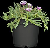 Delosperma, rosa