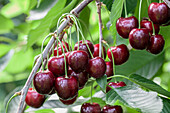 Prunus avium 'Regina'.