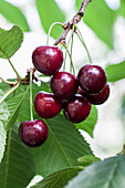 Prunus avium 'Karina'