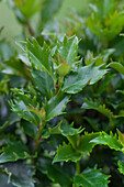 Ilex meserveae 'Little Rascal'