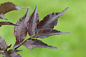 Sambucus nigra 'Black Beauty'®