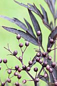 Sambucus nigra 'Black Lace'(s)