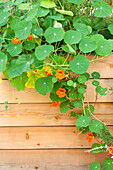 Tropaeolum minus