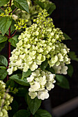 Hydrangea paniculata 'Silver Dollar'