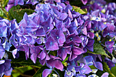 Hydrangea macrophylla 'Rendez-Vous'®