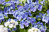 Hydrangea macrophylla, blue plate flowers