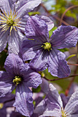 Clematis viticella 'Prince Charles'