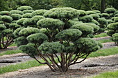 Pinus sylvestris Waterii