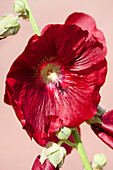 Alcea rosea, rot