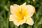 Hemerocallis, yellow