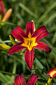 Hemerocallis, rot-gelb