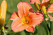 Hemerocallis