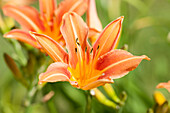 Hemerocallis 'Margaret Perry'