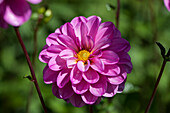 Dahlia, magenta