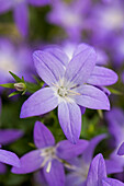 Campanula garganica