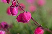 Daboecia cantabrica, pink
