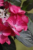 Hydrangea macrophylla, rosa