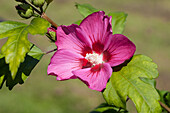 Hibiscus syriacus 'Pink Giant'®