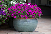 Calibrachoa