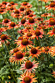 Echinacea purpurea 'Sun Seekers Bright Orange'®