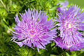 Stokesia laevis 'Mels Blue'