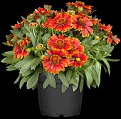 Gaillardia aristata 'Sunburst Red'® with yellow tip