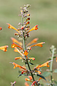 Agastache aurantiaca 'Apricot Sprite'