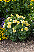 Tagetes erecta, cream white