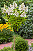 Hydrangea paniculata 'Pinky Winky'®